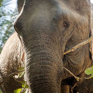 Elephant eating in Mekong Elephant Park