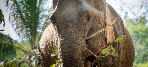 Elephant eating in Mekong Elephant Park