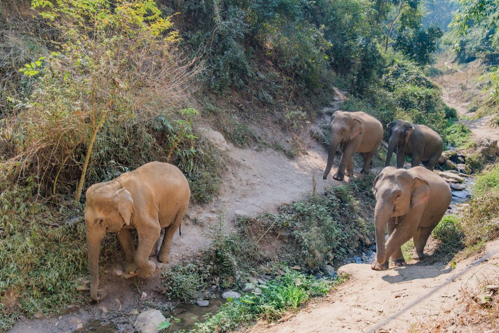 elephant