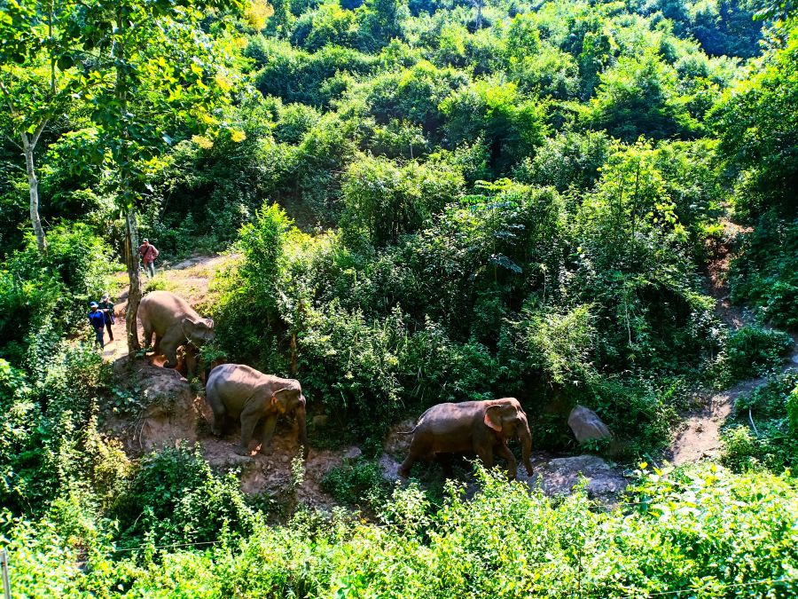 elephants