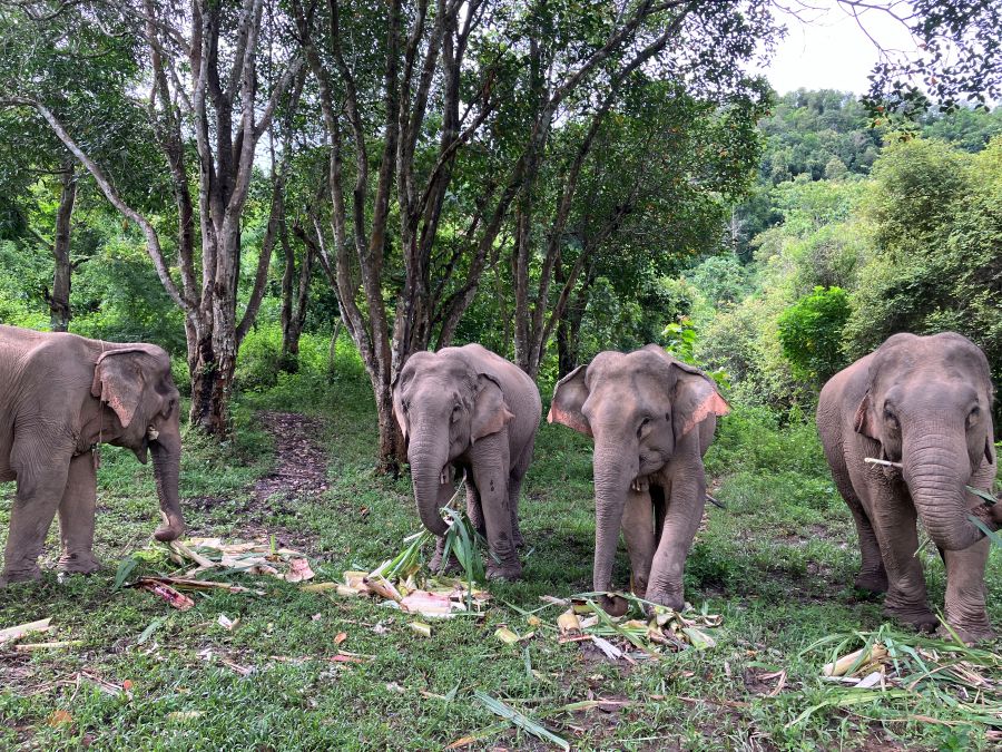 elephants