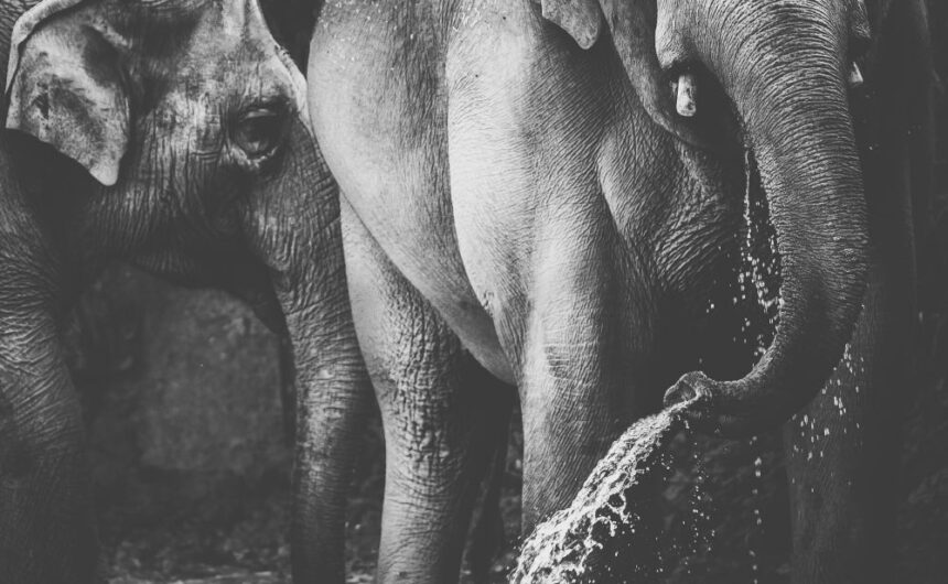 elephant