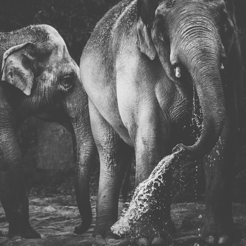 elephant