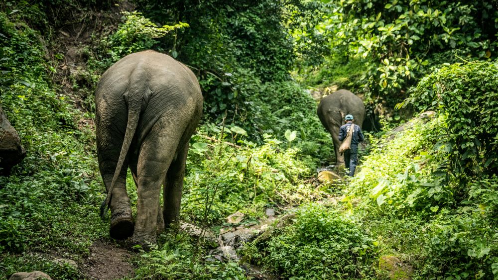 elephant back