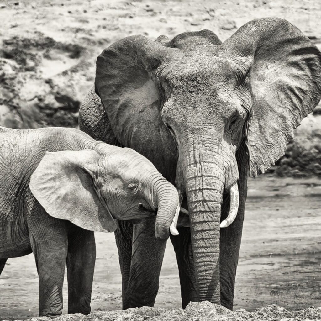 view_elephant