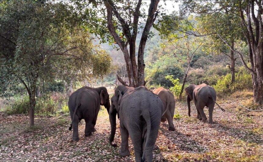 Discover what’s happening at the Mekong Elephant Park as the year comes to a close