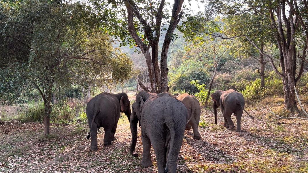 Discover what’s happening at the Mekong Elephant Park as the year comes to a close
