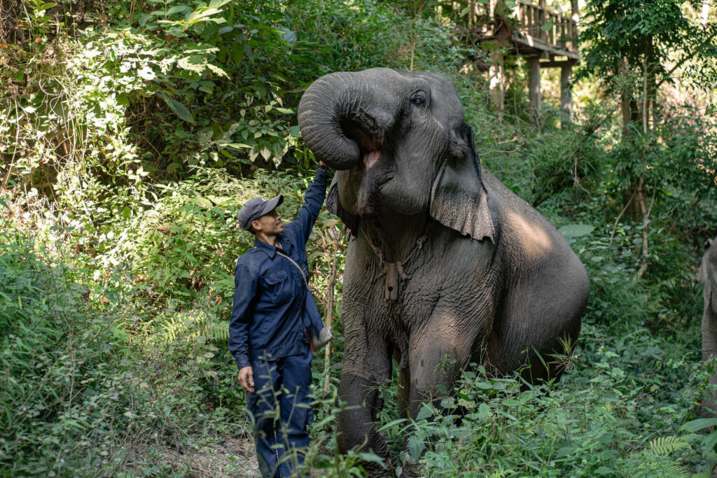 1 mahout / 1 elephant — Mae Nin & Chai