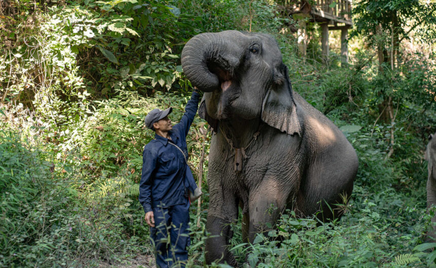 1 mahout / 1 elephant — Mae Nin & Chai