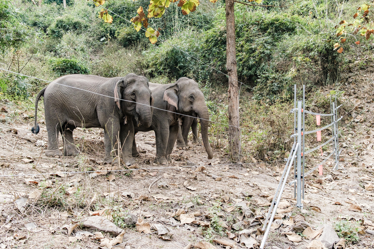Repairing the daytime enclosure