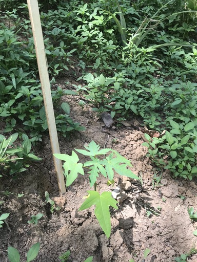 papaya plantation