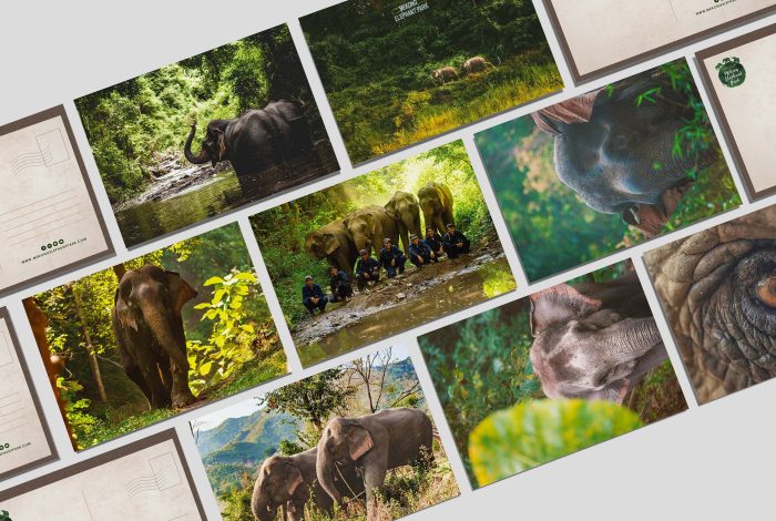 mekong-elephant-park-postcard-10
